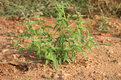 Catharanthus pusillus